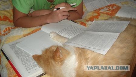 Котовторник!