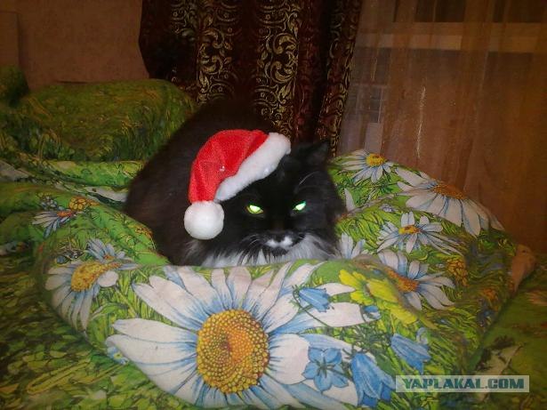 Котовторник (07.02.2012)