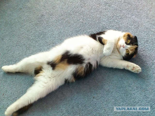 Котовторник 27.03.2012