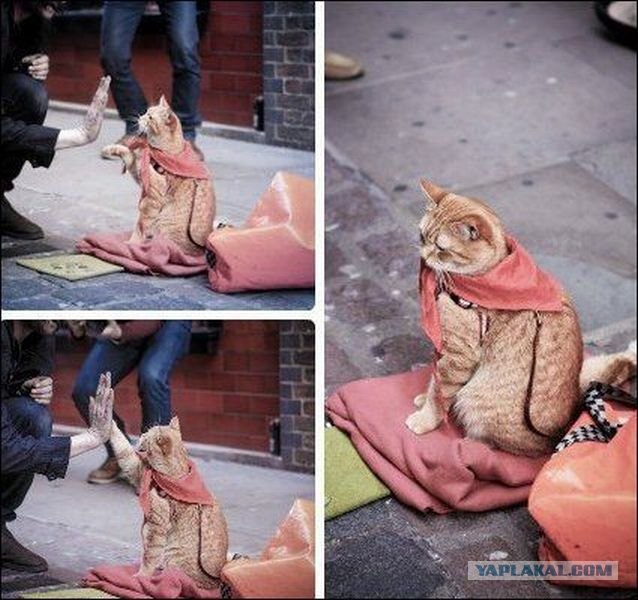 Котовторник  от 3.04.2012