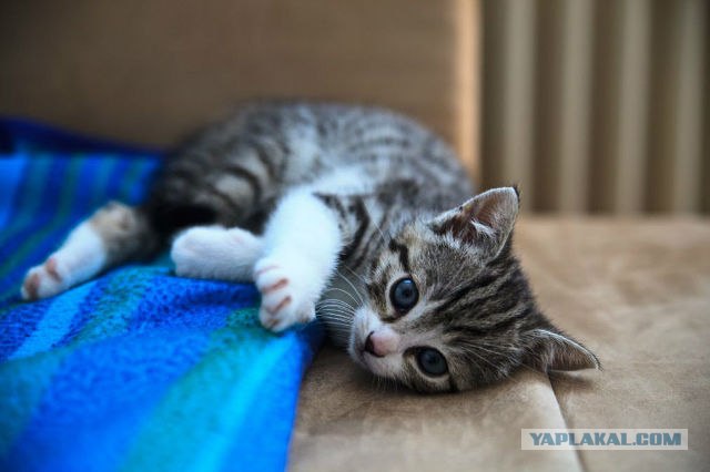 Котовторник 29.05.2012