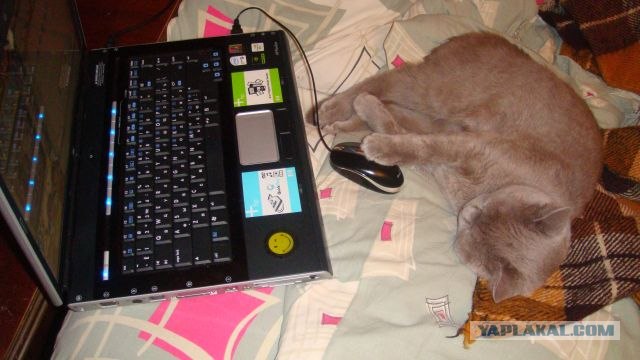 Котовторник  28.08.12