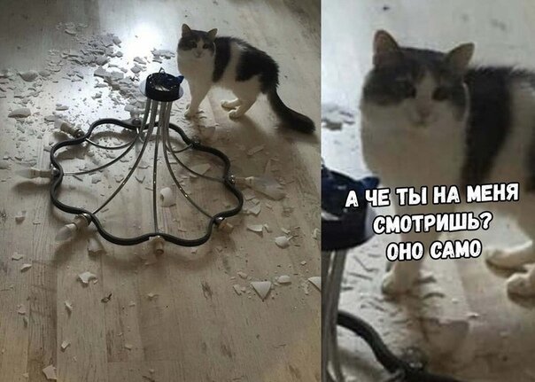 Картинки с надписями и коты, много котов