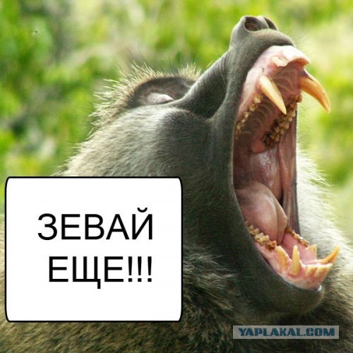 Спорим, зевнешь?))) (28 фото)