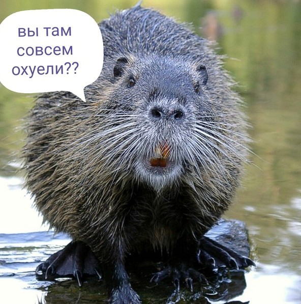 Пожалуй, я автомобиль покупать не буду