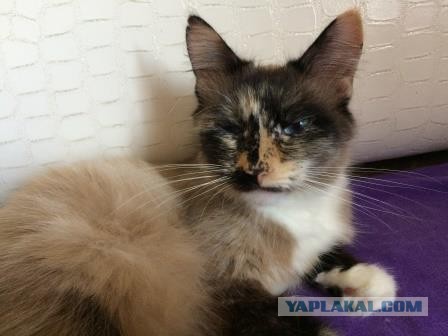 Давайте постить своих котов и кошек