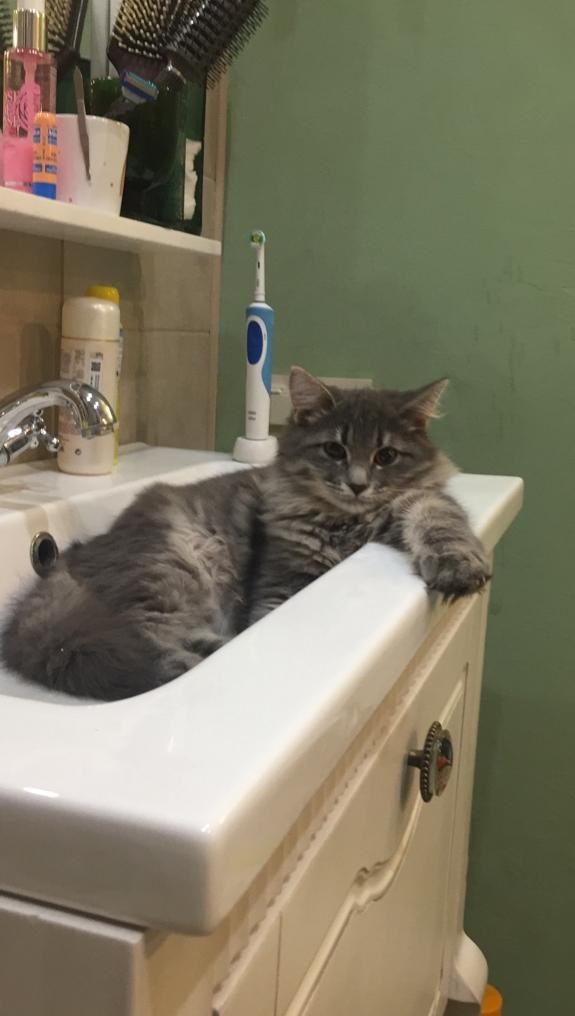 Котовторник
