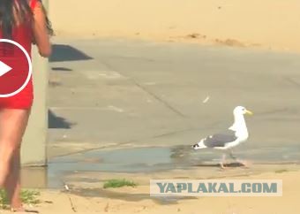 Новый выпуск шампунь-розыгрыш