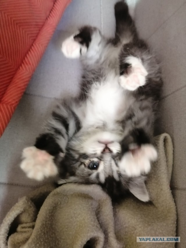 Не котовторник, но у нас пополнение в составе