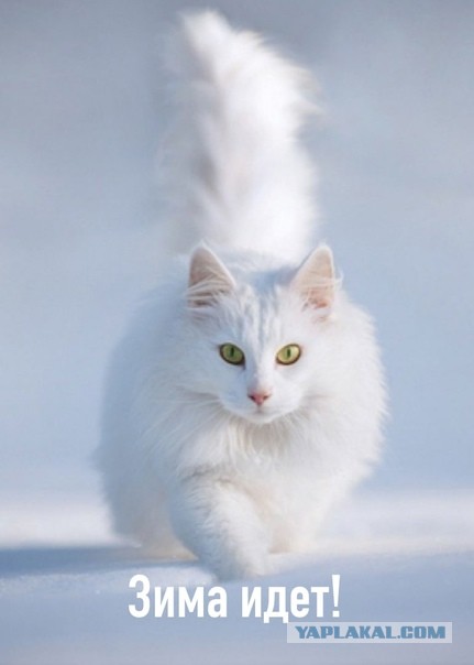 Котоюмор на ЯП. Веселые кото-картинки!