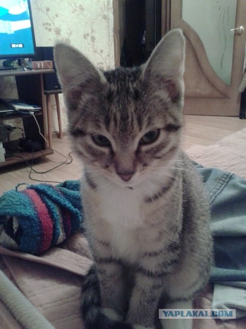 Котовторник 09.04.2013