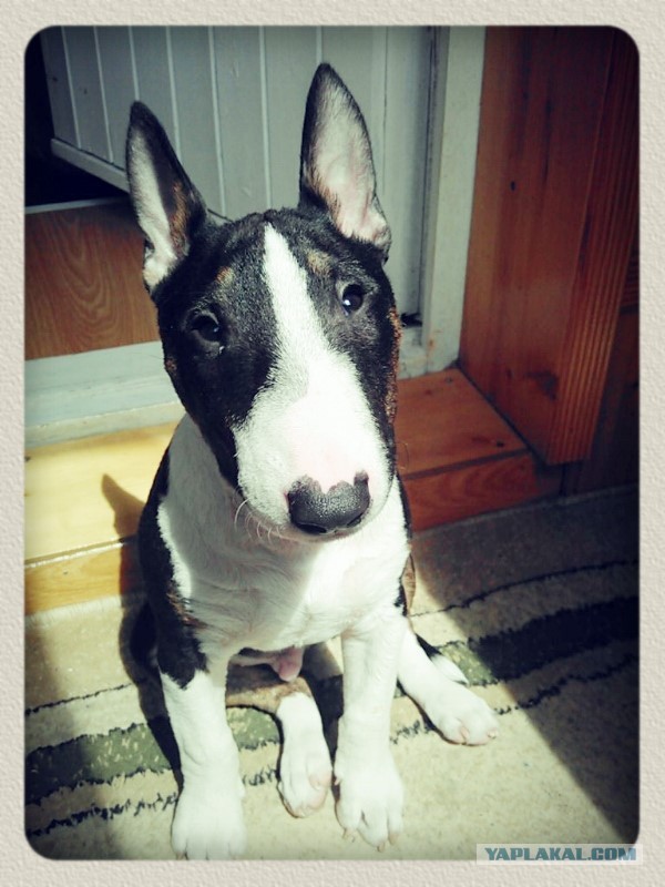 10 самых агрессивных пород собак