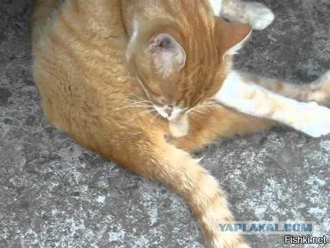 Прицел, оптика не больной кратности.
