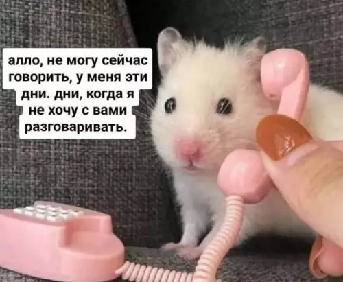 Картиночки, баянчики 13 февраля