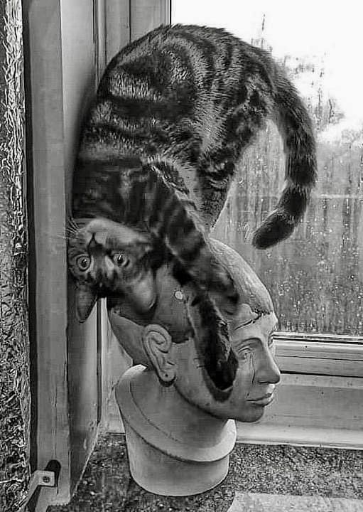 Всемирный день котиков.