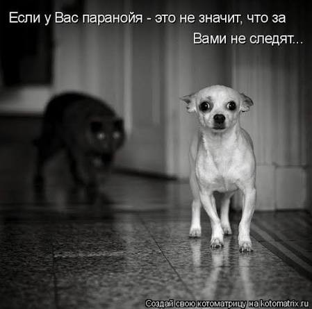 Шерстяной перепил валерьянки и словил агрессивную белочку