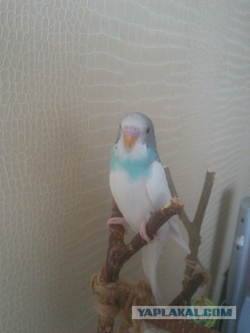 Как я попуганов размножала