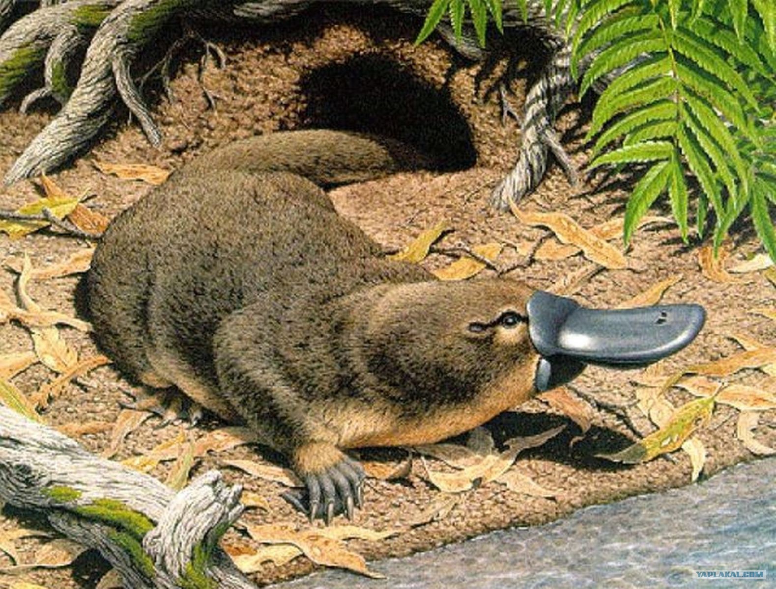 Утконос в природе. Сумчатый Утконос. Утконос в Австралии. Утконос животное Австралии. Австралия млекопитающие Утконос.