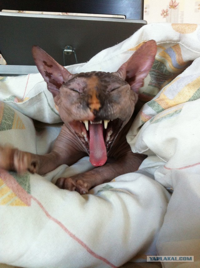 А у тебя есть фото твоей зевающей котейки ?