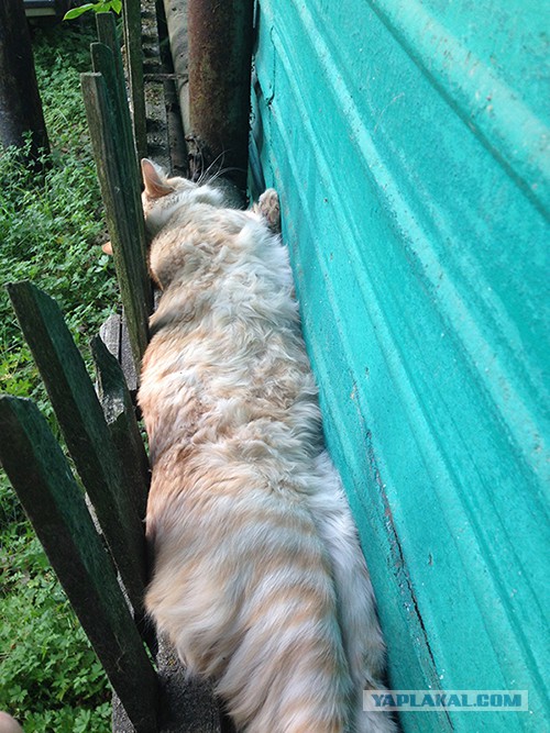 Нормальный деревенский кот