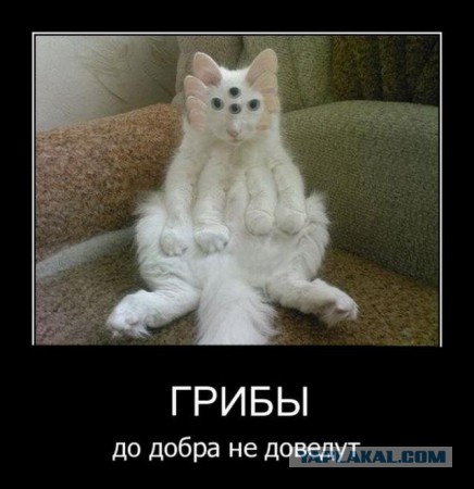 Сравнение зрения человека и некоторых животных