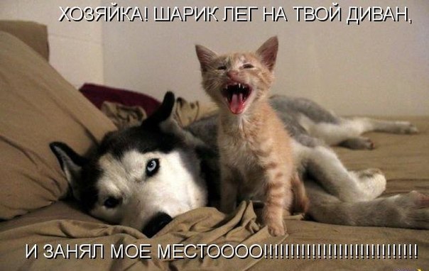Весёлые картинки