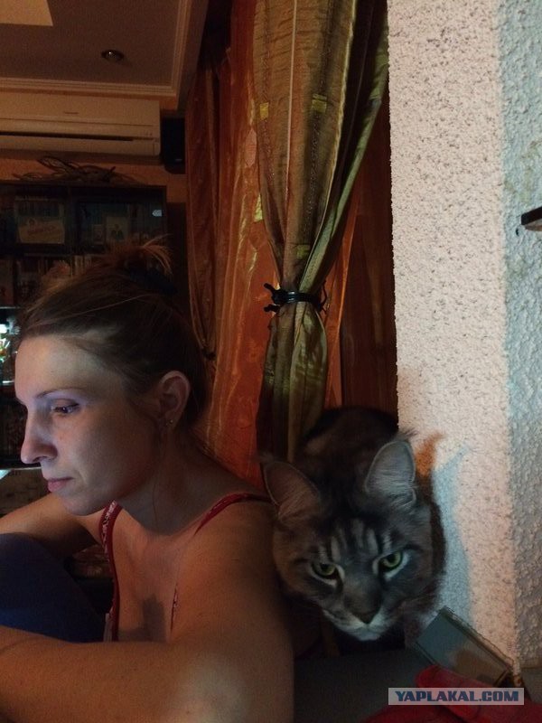 Котовторник 23.12.2014