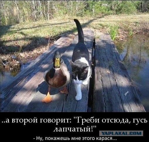 Забавные картинки из интернетов