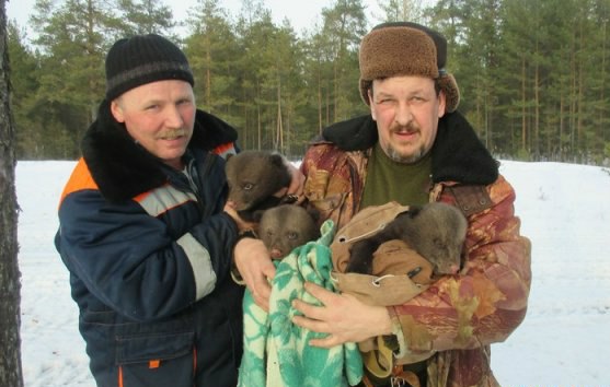 Лесник провалился в берлогу к медведице