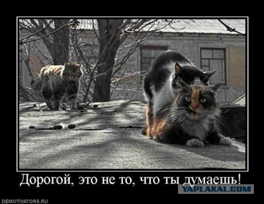 Подозрения подтвердились - у жены завелся любовник