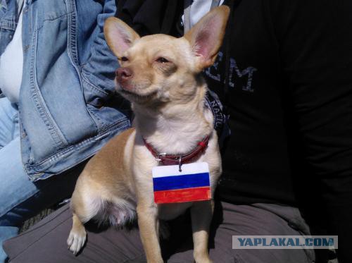 Ночные волки прибыли в Вену