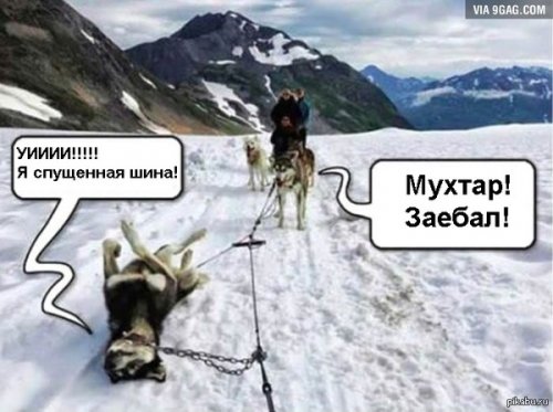 Прикольные картинки