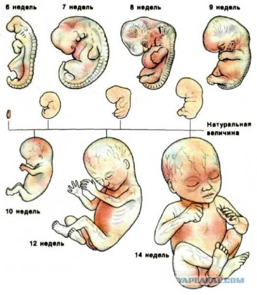 Кто и зачем сделал человеческую ДНК