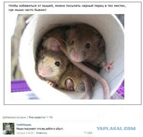 Смешные комментарии из социальных сетей
