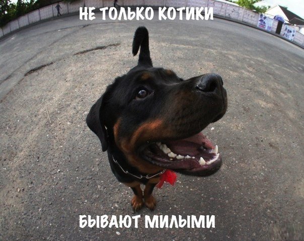 Картинки на пятницу