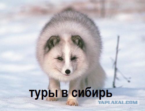 Гоа признали небезопасным местом для россиян