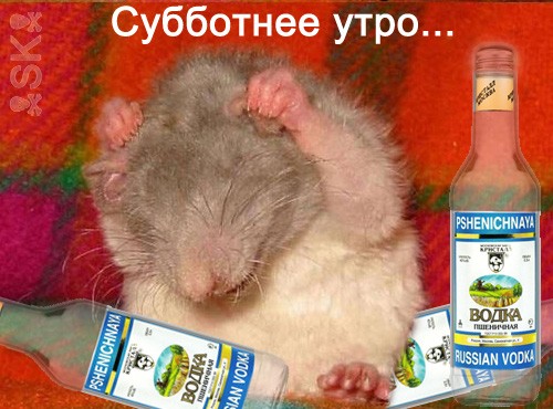 Доброе Утро Крыса Картинки