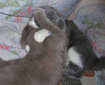 Коты, кошки, котята