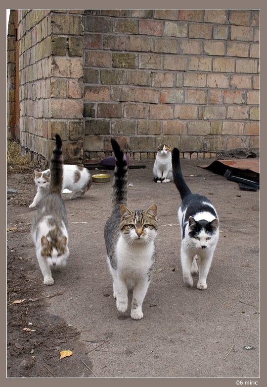 Коты, кошки, котята