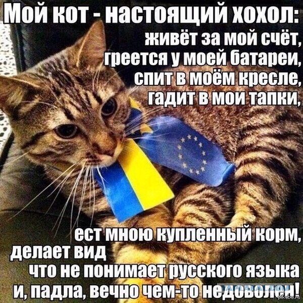Весёлые картинки