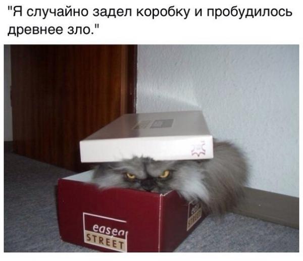 Коты из сети