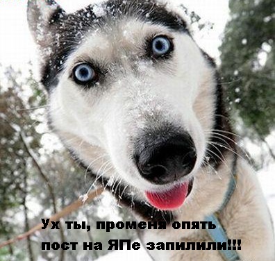 Хаски. И про хаски.
