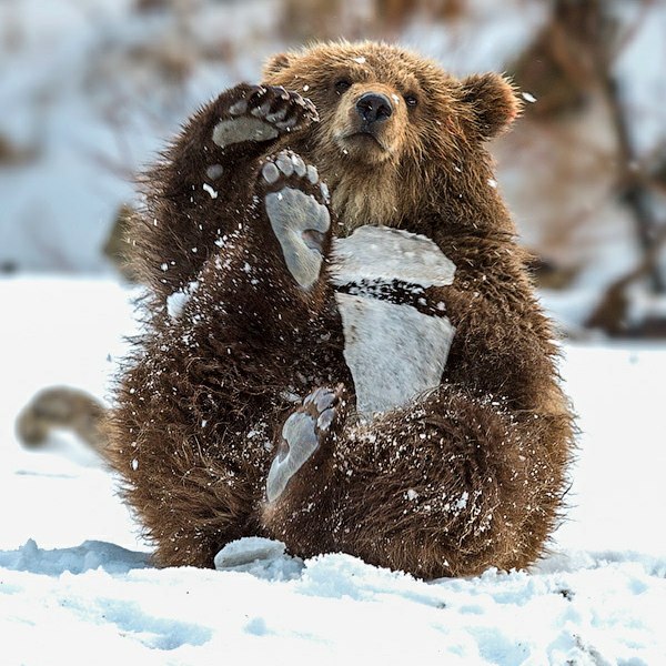 Самые смешные животные