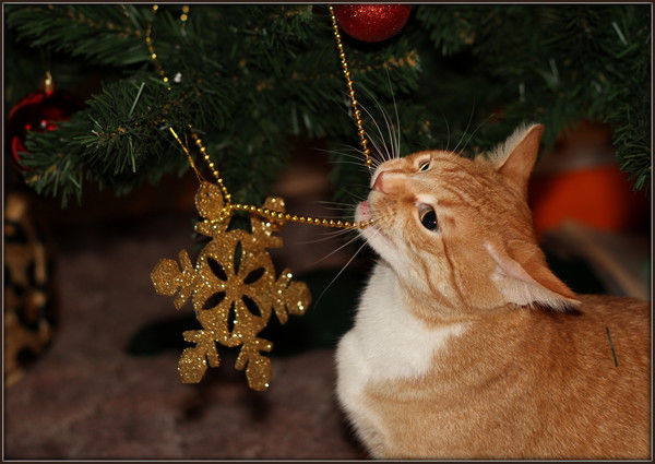 Коты и Кошки