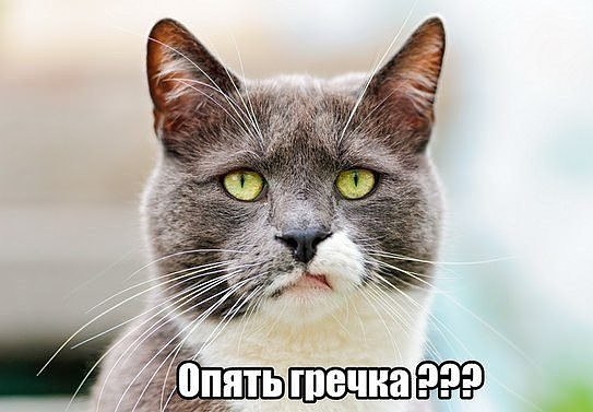 100 картинок для поднятия настроения!