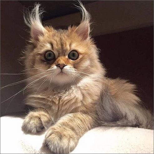 Котовторник  13.02.2018
