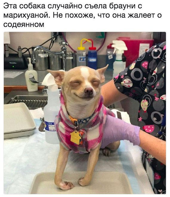 Не очень адекватный юмор