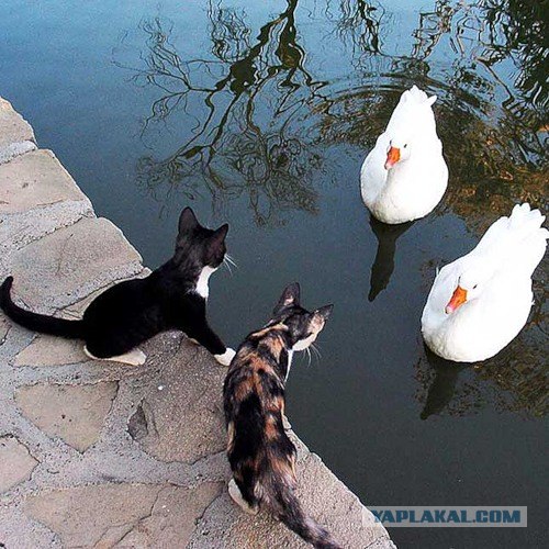 Котовторник на ЯПлакалъ (13.05.08)