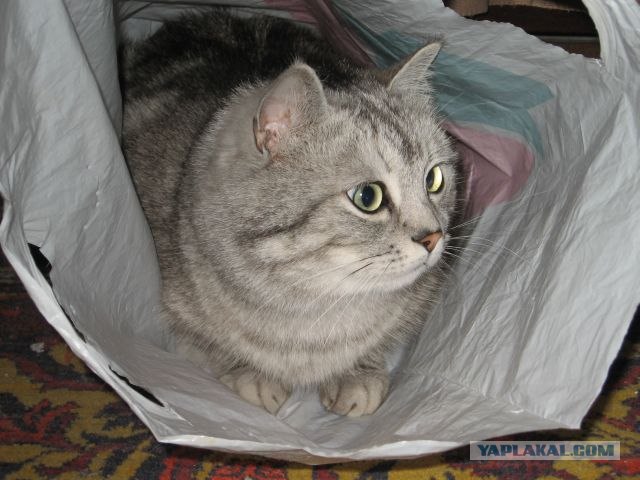 Котовторник на ЯПлакалъ (27.05.08), прикольные коты, добавляем свои!
