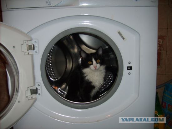 Котовторник (06.01)